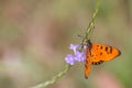 Tawny Coster butterfly - Acraea terpsicore Close-up Royalty Free Stock Photo